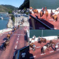 Traversée du Rhin sur le Loreley